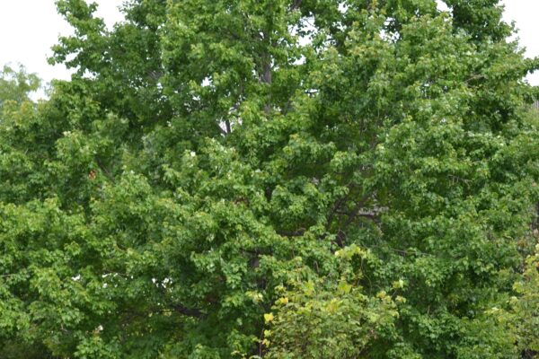 Acer grandidentatum [sold as Rocky Mountain Glow®] - Summer Habit