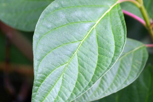 Cornus sericea ′Cardinal′ - Leaf