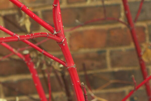 Cornus sericea ′Cardinal′ - Winter Interest