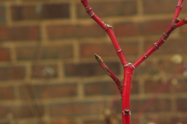 Cornus sericea ′Cardinal′ - Stem & Bud