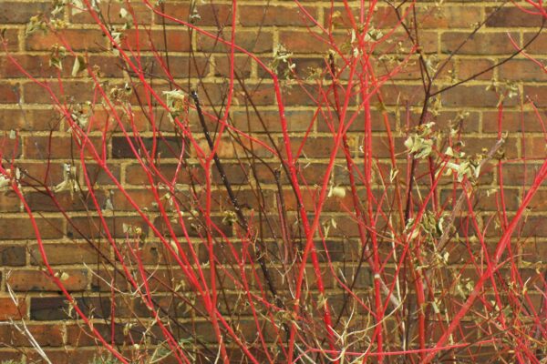 Cornus sericea ′Cardinal′ - Winter Habit