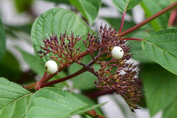 Cornus sericea ′Cardinal′ - Young Fruit