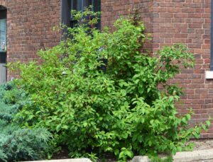 Cornus sericea ′Cardinal′ - Shrub Habit