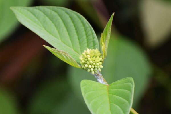 Cornus sericea ′Cardinal′ - Buds