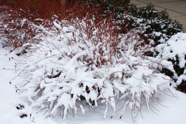 Cornus sericea ′Cardinal′ - Winter Interest