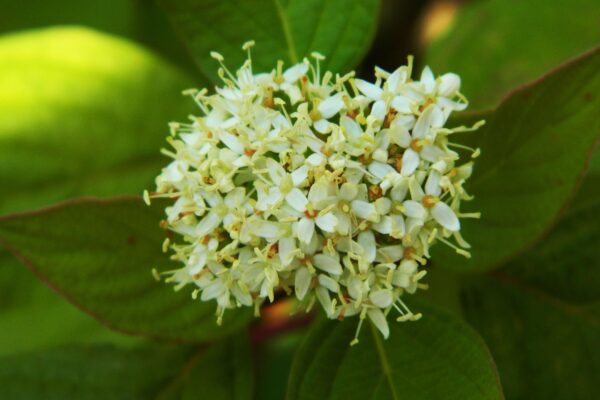 Cornus sericea ′Cardinal′ - Flowers