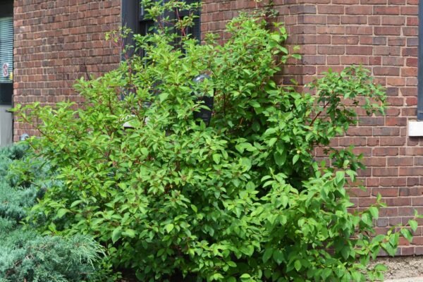 Cornus sericea ′Cardinal′ - Shrub Habit