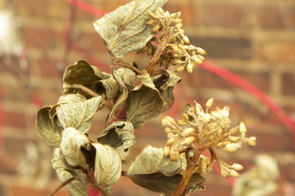 Cornus sericea ′Cardinal′ - Dried Flower & Leaves