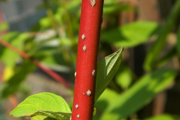 Cornus sericea ′Cardinal′ - Stem