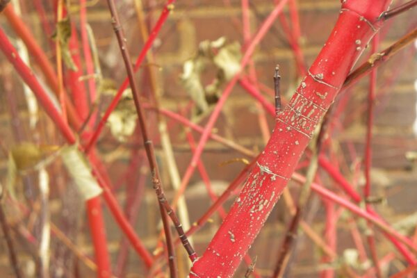 Cornus sericea ′Cardinal′ - Stem