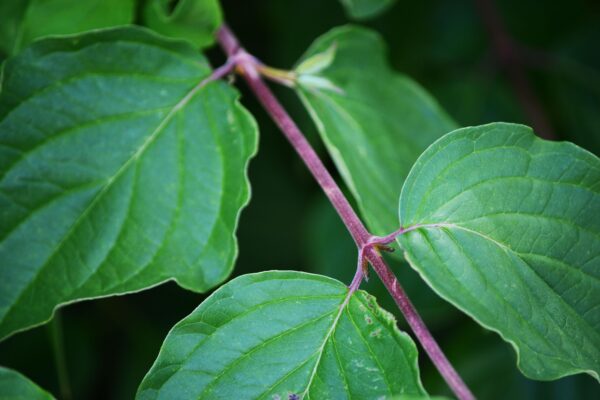 Cornus sanguinea ′Cato′ [sold as Arctic Sun™] - Stem in Summer