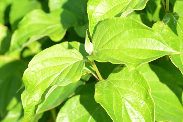 Cornus sanguinea ′Cato′ [sold as Arctic Sun™] - Foliage