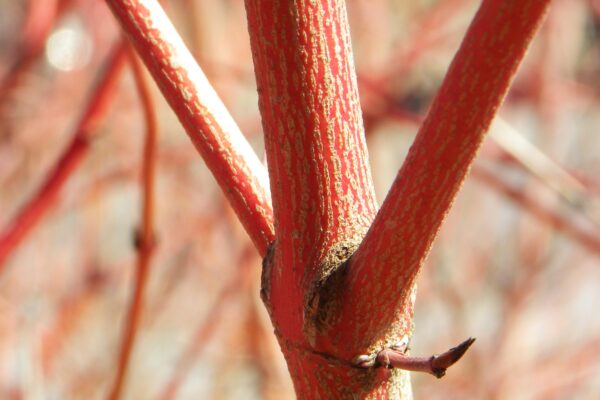Cornus sanguinea ′Cato′ [sold as Arctic Sun™] - Bark
