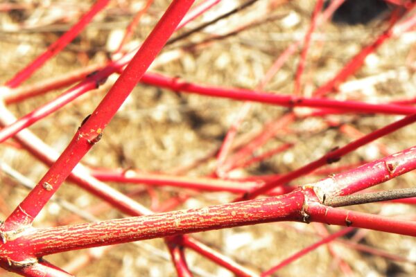 Cornus sanguinea ′Cato′ [sold as Arctic Sun™] - Bark