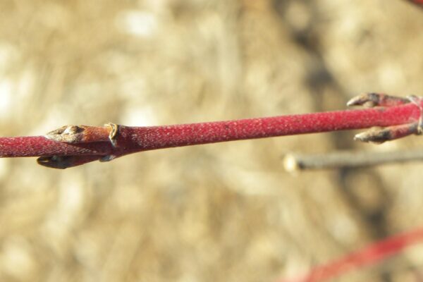 Cornus sanguinea ′Cato′ [sold as Arctic Sun™] - Buds