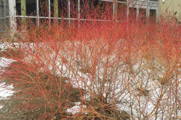 Cornus sanguinea ′Cato′ [sold as Arctic Sun™] - Winter Habit