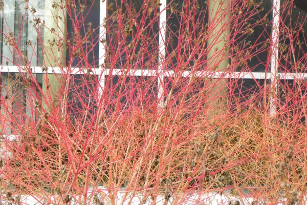 Cornus sanguinea ′Cato′ [sold as Arctic Sun™] - Winter Habit