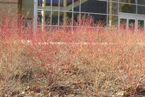 Cornus sanguinea ′Cato′ [sold as Arctic Sun™] - Winter Habit