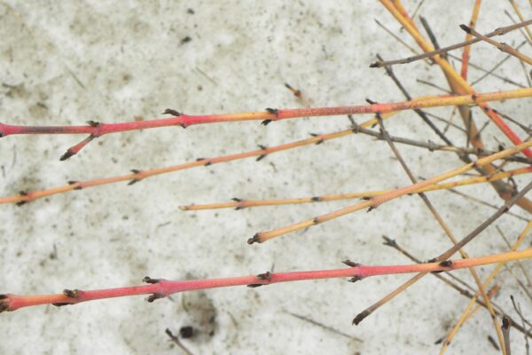 Cornus sanguinea ′Cato′ [sold as Arctic Sun™] - Twigs