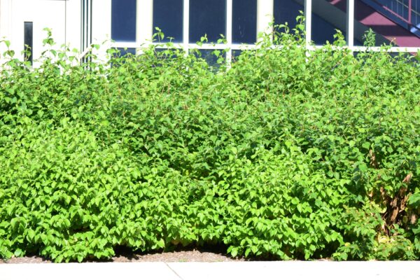 Cornus sanguinea ′Cato′ [sold as Arctic Sun™] - Summer Habit