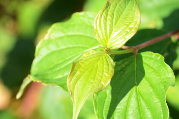 Cornus sanguinea ′Cato′ [sold as Arctic Sun™] - New Growth