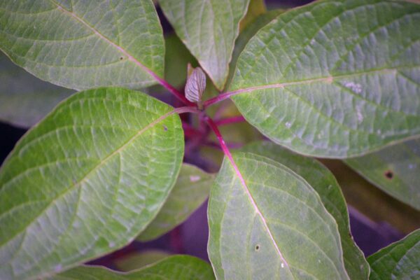 Cornus sericea ′Farrow′ [sold as Arctic Fire™] - Foliage
