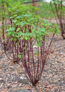 Cornus sericea ′Farrow′ [sold as Arctic Fire™] - Overall Shrub in Summer