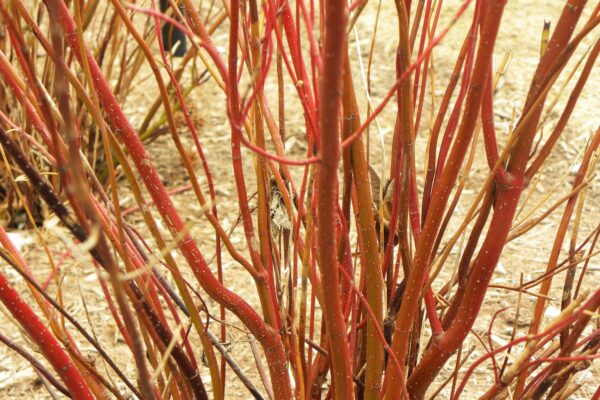 Cornus sericea ′Farrow′ [sold as Arctic Fire™] - Bark