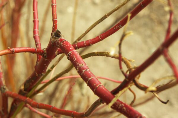 Cornus sericea ′Farrow′ [sold as Arctic Fire™] - Bark