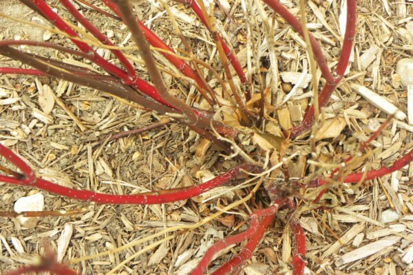 Cornus sericea ′Farrow′ [sold as Arctic Fire™] - Bark