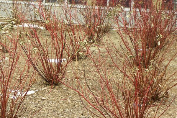 Cornus sericea ′Farrow′ [sold as Arctic Fire™] - Winter Habit