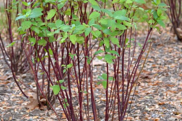 Cornus sericea ′Farrow′ [sold as Arctic Fire™] - Overall Shrub in Summer