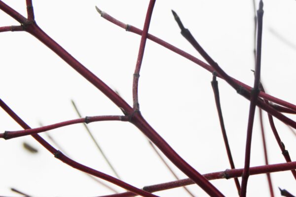 Cornus sericea ′Kelseyi′ - Stem & Buds