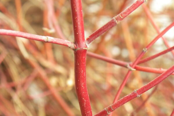 Cornus sericea ′Kelseyi′ - Bark