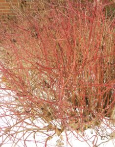 Cornus sericea ′Kelseyi′ - Winter Interest - Stems