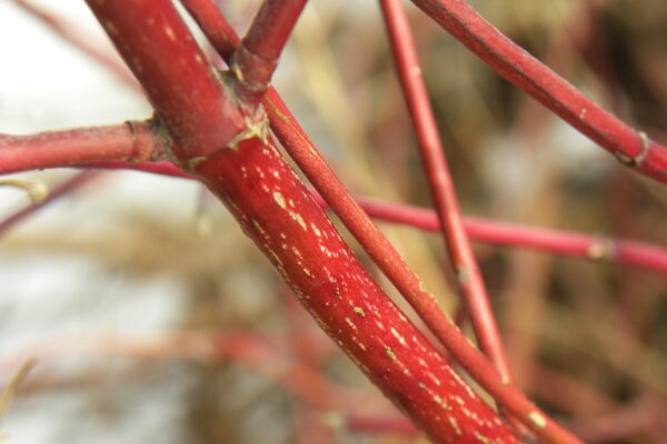 Cornus sericea ′Kelseyi′ - Bark