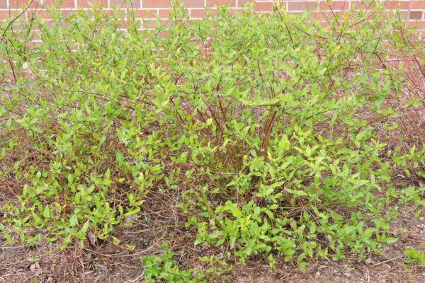 Cornus sericea ′Kelseyi′ - Habit