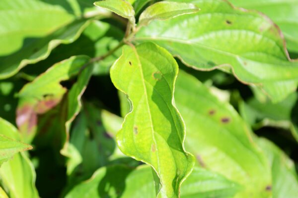 Cornus sericea ′Kelseyi′ - Foliage
