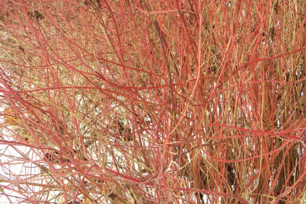 Cornus sericea ′Kelseyi′ - Winter Interest - Stems