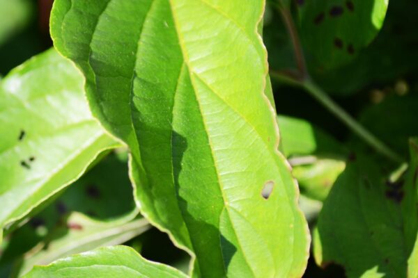 Cornus sericea ′Kelseyi′ - Foliage