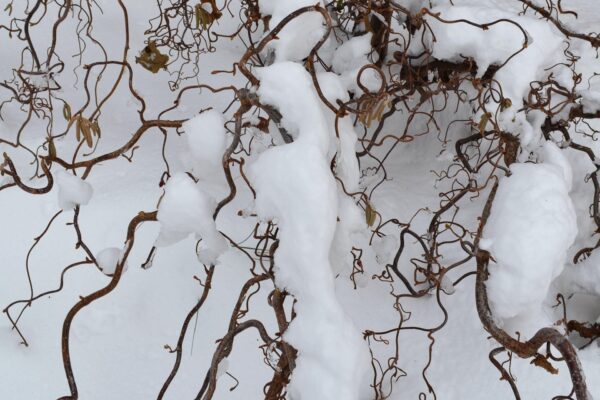 Corylus avellana ′Contorta′ - Winter Interest