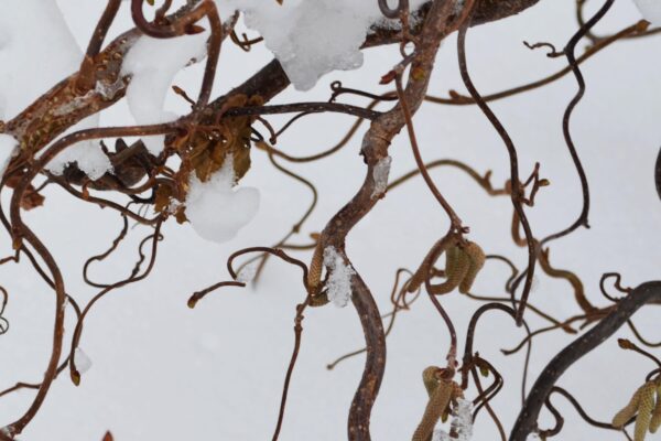 Corylus avellana ′Contorta′ - Stems & Old Catkins