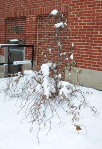 Corylus avellana ′Contorta′ - Winter Habit