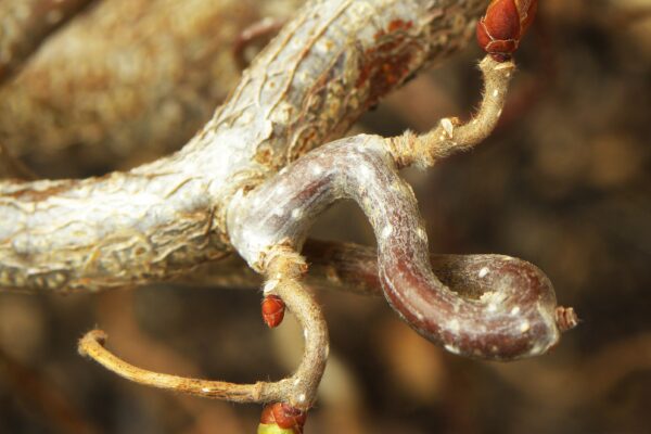 Corylus avellana ′Contorta′ - Bud