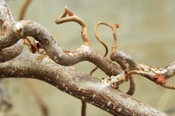 Corylus avellana ′Contorta′ - Bark & Buds