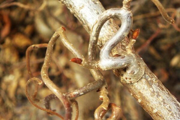 Corylus avellana ′Contorta′ - Bark & Buds