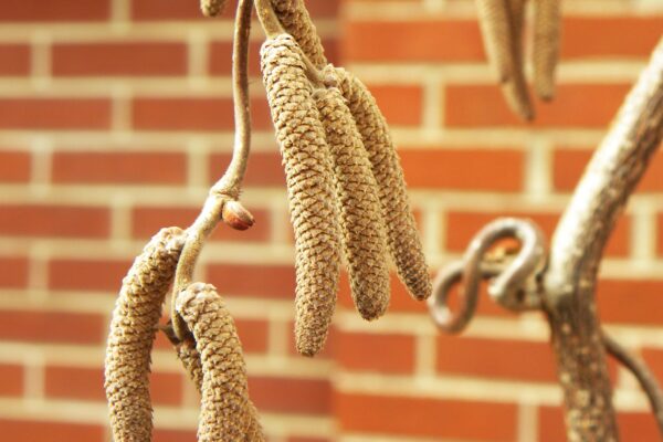 Corylus avellana ′Contorta′ - Remnant Flowers