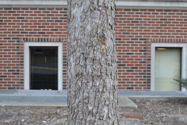 Corylus colurna - Bark