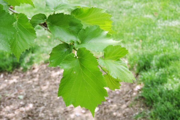 Corylus colurna - Foliage