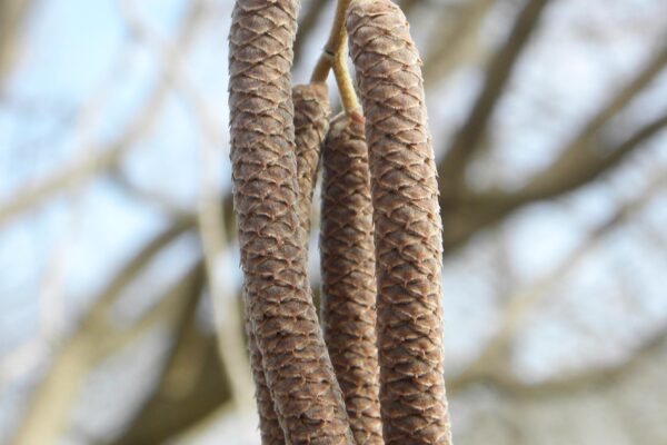 Corylus colurna - Catkins